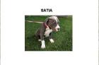 American Pitbull Terrier Welpen . 100 Euro